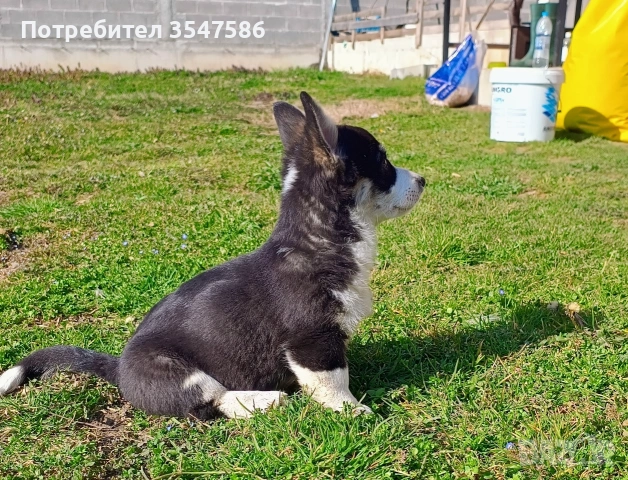 Трицветно кученце Уелско корги пембрук - мъжки, снимка 11 - Други - 53220591
