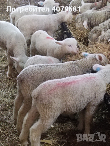 Агнета Ил дьо Франс 