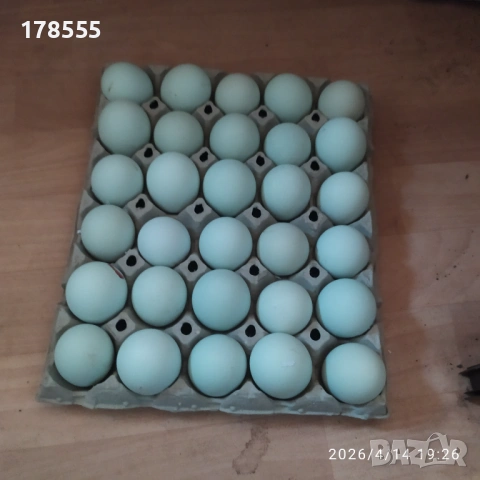 Яйца за люпене от Аракуана 