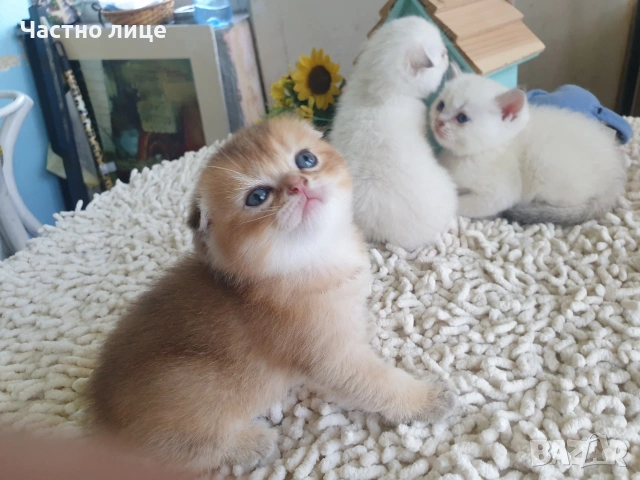 Шотландско коте клепоуха златна чинчила