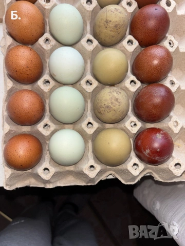 Разплодни яйца, снимка 3 - Кокошки и пуйки - 54259028