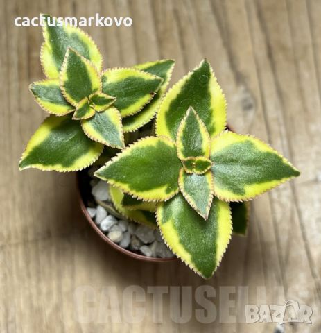 Crassula sarmentosa f. variegata, снимка 3 - Стайни растения - 46081774