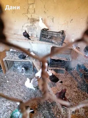 декоративни гълъби спешно град Кричим 