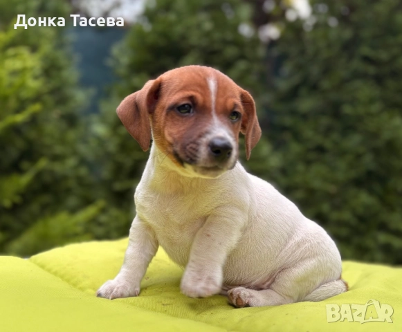 Джак Ръсел Териер, снимка 1