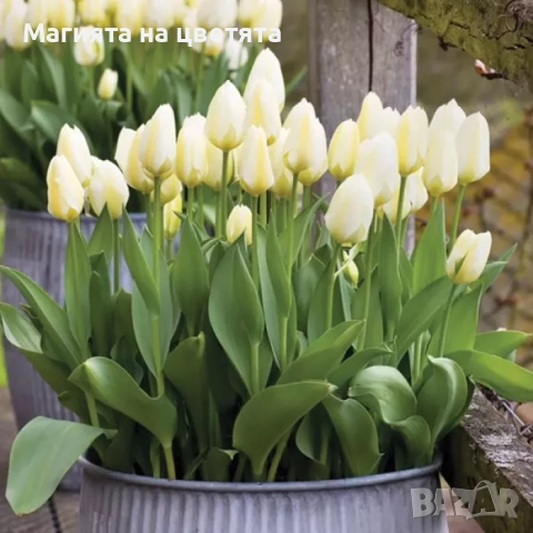 Разпродажба Лалета луковици 10 цвята, снимка 8 - Градински цветя и растения - 52306166