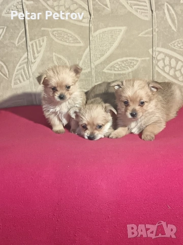 Шпиц , снимка 2 - Шпиц - 53994562