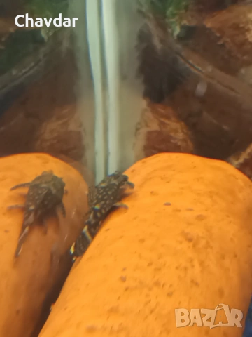 Анциструси , снимка 2 - Рибки - 53305657