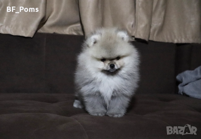 Страхотно момченце померан с родословие FCI, снимка 11 - Померан - 52918943