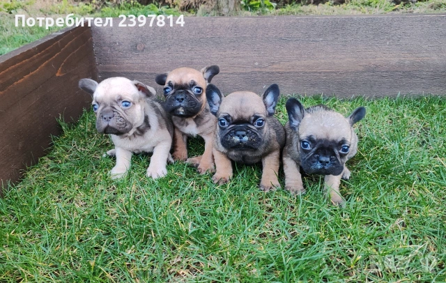Френски булдог , снимка 6 - Френски булдог - 53832556