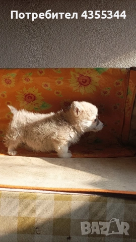 Уелско Корги, снимка 4 - Други - 53261306