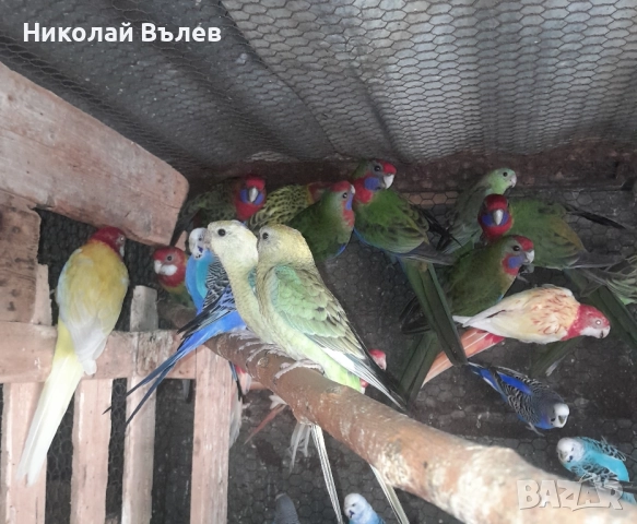 Розели и пенанти , снимка 1