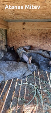 зайци за разплод и месо, снимка 3 - Други - 53170823