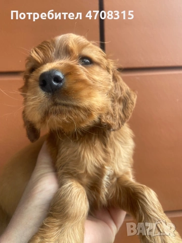 Кокер шпаньол червен цвят момче ваксина, снимка 2 - Кокер шпаньол - 54098423