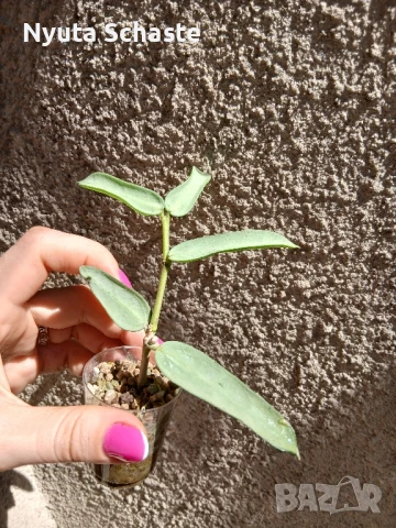 Hoya pandurata Tsiang Silver, снимка 1