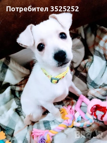 ПРОДАВАМ  БЯЛ  ЖЕНСКИ  СЪРНИСТ ПИНЧЕР  НА  2 М.  