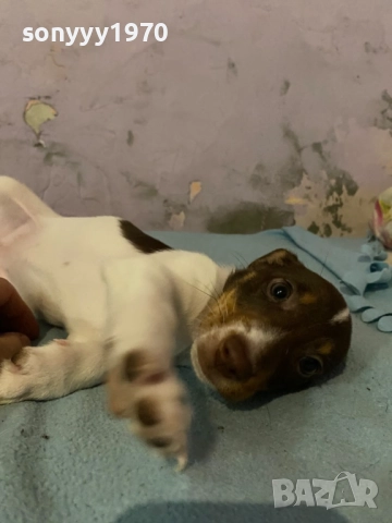 ДЖАК РЪСЕЛ 250ЛВ ЗА КУТРЕ С ВАКСИНА И ПАСПОРТ 1510250824, снимка 12 - Джак ръсел териер - 52059298