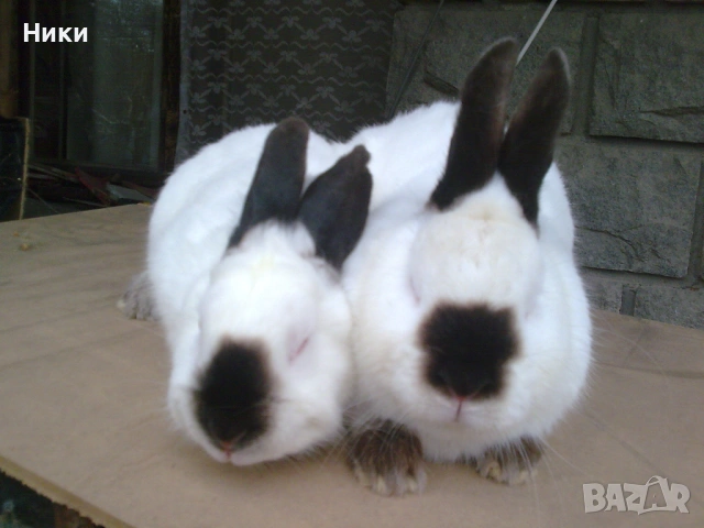 ПРОМО Калифорнийски 10лв, снимка 2 - Други - 53666832