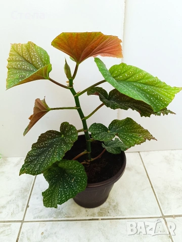 Пасифлора, Бенджамин, Сансевиера, мексиканска мента, Копривка , снимка 15 - Градински цветя и растения - 51170707