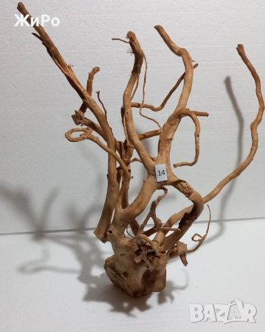 Корен от Азалия /декорация/ 14