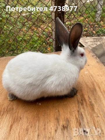 Зайци , снимка 17 - Други животни - 53488376