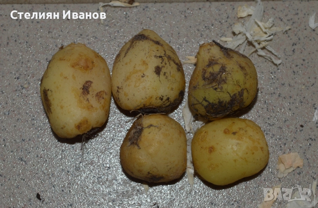 Испански хиацинтоидес, лъжезюмбюл – син (Hyacinthoides hispanica) – луковици, снимка 2 - Сортови семена и луковици - 52372452