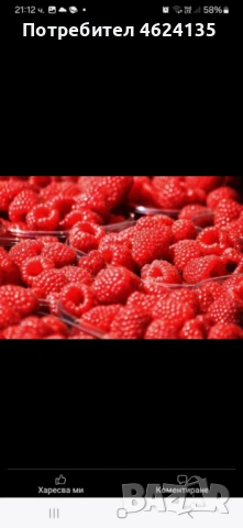 Продавам расад ягоди и малини, снимка 12 - Сортови семена и луковици - 53573340