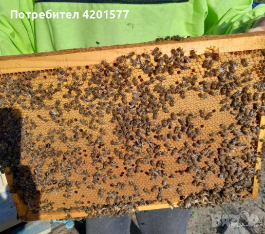 Продавам отводки и пчелни майки сезон 2026 г., снимка 4 - За пчели - 49775838