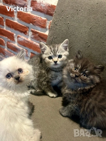 британски котета