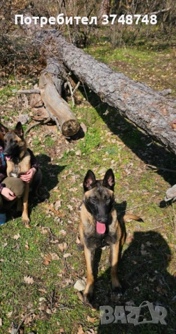 Белгийска малниоа , снимка 2 - Белгийска овчарка - 53931406