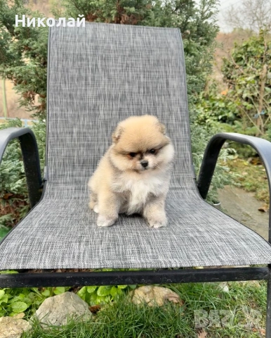 Померан мини момиче. Померанче, снимка 5 - Померан - 53043905