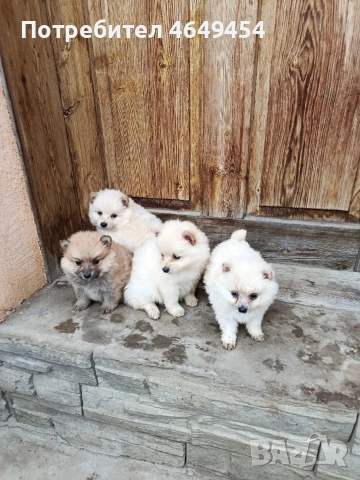 Пумерани-мини шпиц, снимка 3 - Померан - 53933780