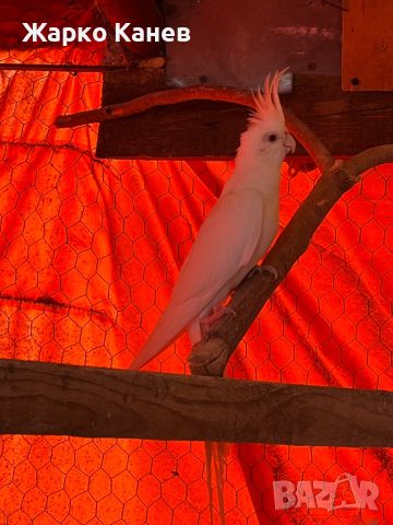 Чифт папагали корели, снимка 4 - Папагали - 45433623