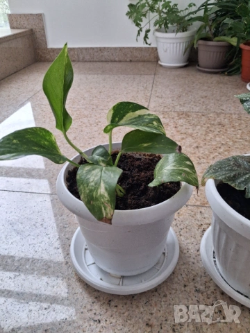 Стайни цветя, снимка 2 - Стайни растения - 51550749