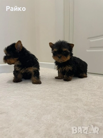 мини йоркширски териер, снимка 5 - Йоркширски териер - 52970336