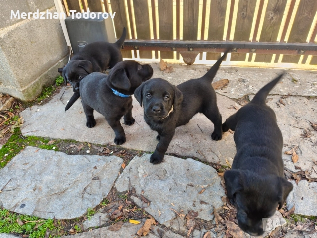 Две лабрадорчета си търсят стопани, снимка 3 - Лабрадор ретривър - 52677634