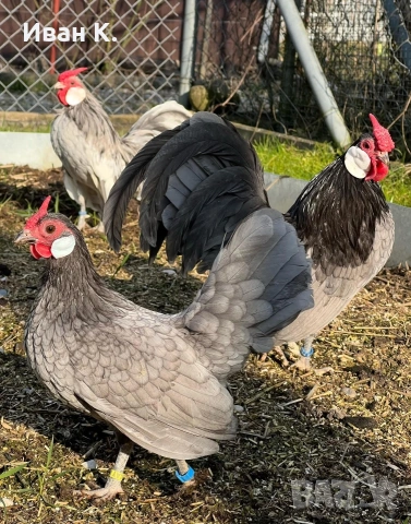 Продавам син Розкомби. , снимка 11 - Кокошки и пуйки - 53252380