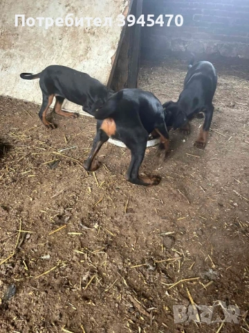 Добермани , снимка 4 - Доберман - 53603982