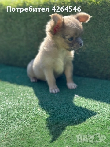 Момче , снимка 1