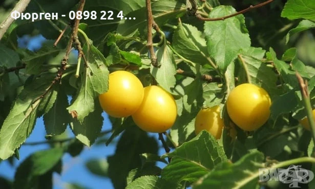 Джанка - жълта Едра и много сладка, снимка 5 - Разсади - 51040346