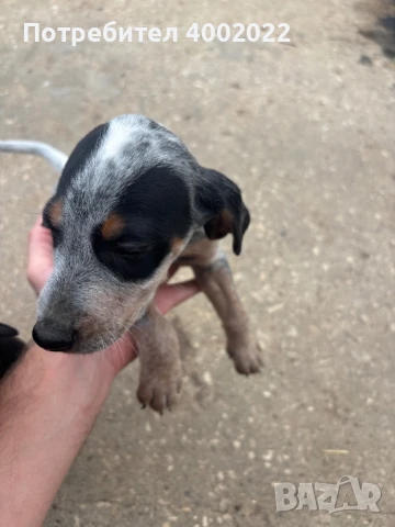 Кученца за трюфели, снимка 3 - Други - 51207394