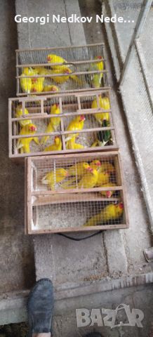 Продавам папагали кики рики, снимка 2 - Папагали - 46042190