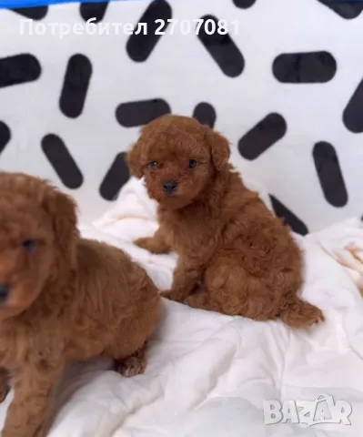 Той пудел, снимка 7 - Пудели - 49716688