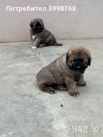 Кавказка овчарка, снимка 3 - Кавказка овчарка - 53921804