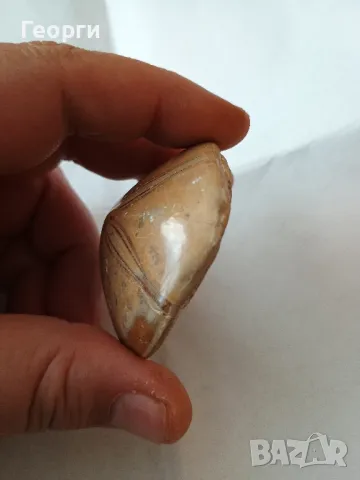 Фосил пясъчен долар, снимка 4 - Колекции - 50099263