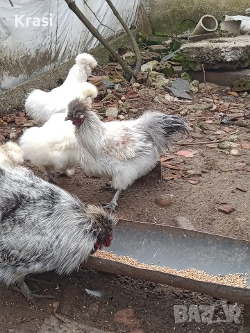 Петлета копринка, снимка 8 - Кокошки и пуйки - 53160112