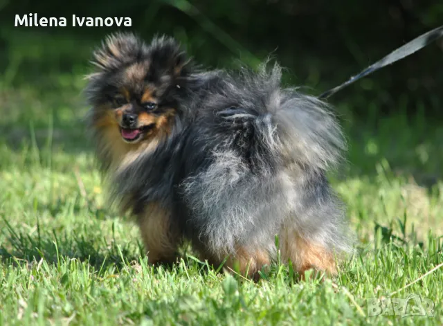 Померан мерле с родословие , снимка 2 - Померан - 50173884