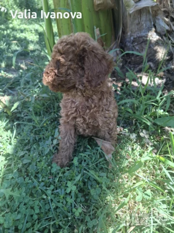 Той пудел, снимка 1