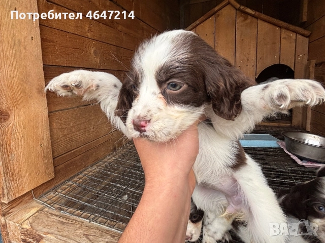 Английски спрингер шпаньол, снимка 4 - Други - 52361753