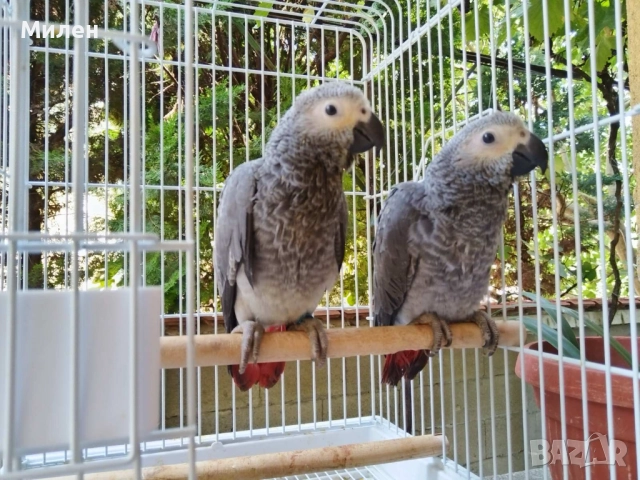 Продавам бебета Кралско Жако 