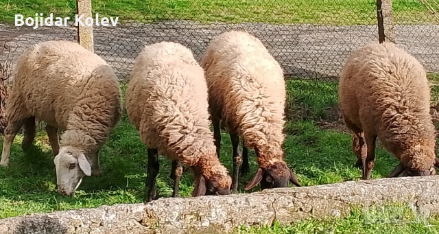 Продавам овце с агнета, снимка 6 - Овце - 53922787